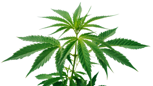 Green cannabis plant with serrated leaves, isolated on transparent background