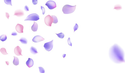 pink and purple flower petals floating and scattering gracefully across a solid white background. The petals have a delicate, realistic texture with subtle gradients and soft shading
