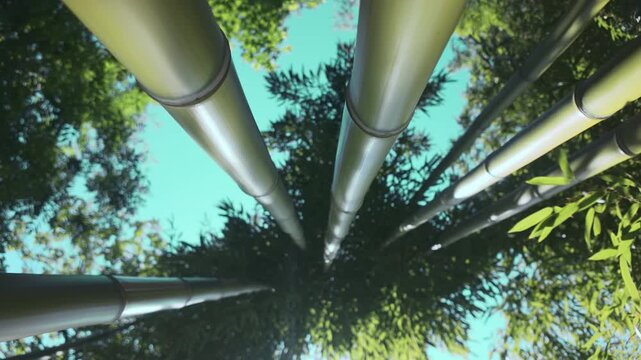 The concept of fast-growing bamboo with a bottom-up view of the trunks and crowns against a blue sky on a sunny day, backlit by the sun.