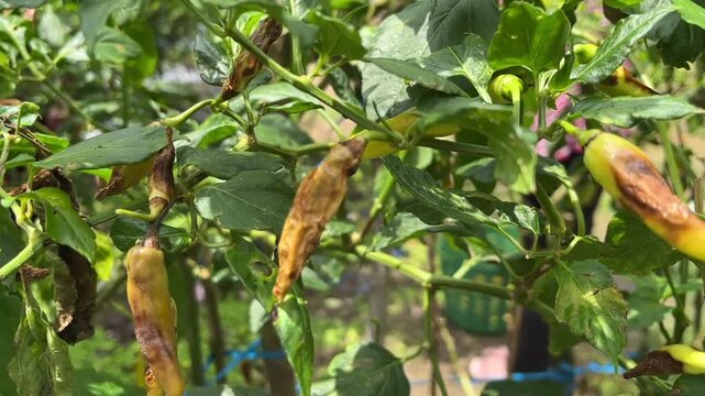 Close-up of chili plants withering and drying up due to lack of maintenance or severe pest infestation in the field.