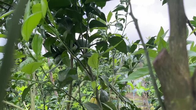 Hand Picking Fresh Orange in Citrus Orchard.