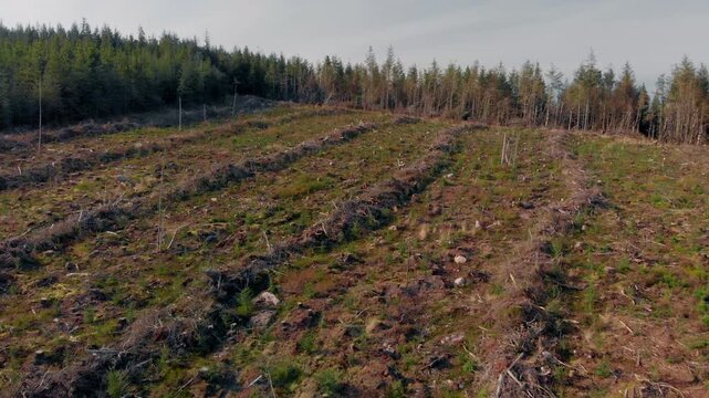 Aerial view reveals devastating environmental impact of clear-cutting in Galty Mountains, highlighting need for sustainable forestry practices and conservation efforts.
