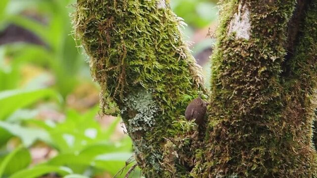 樹木の表面の苔を剥がして巣材を集めているミソサザイ
