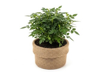 Naklejka premium A green plant in a wicker basket