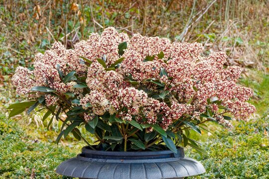 Skimmia japonica - Japanese Skimmia shrub dome-shaped shrub  with pinkish buds and star-shaped creamy-white flowers on branches tip,  leathery dark green foliage, growing as decorative plant in pot
