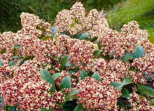 Japanese Skimmia 'Rubella' (Skimmia japonica) Bushy shrub bearing branching cymes of flowers and floral buds in panicles of white tinged with pink at the ends of grayish branches in early spring
