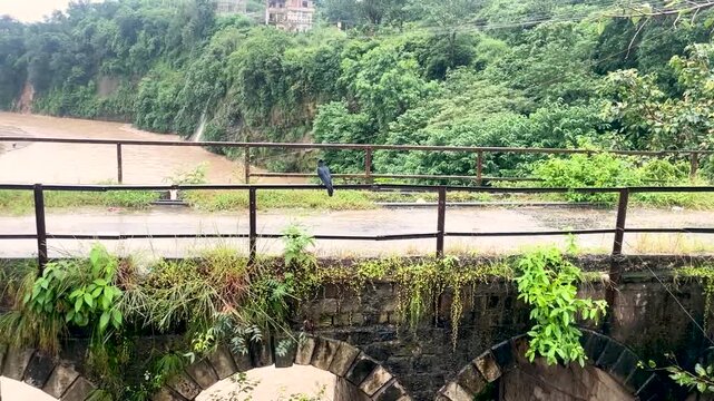 Black crow activity on old bridge beside the river flow at rainy seasion himachal pradesh india_1