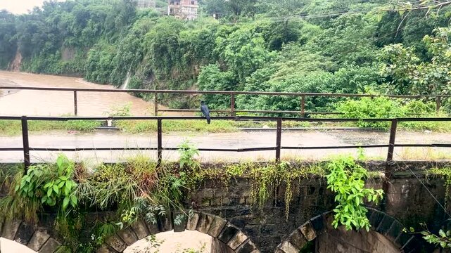 Black crow activity on old bridge beside the river flow at rainy seasion himachal pradesh india_4