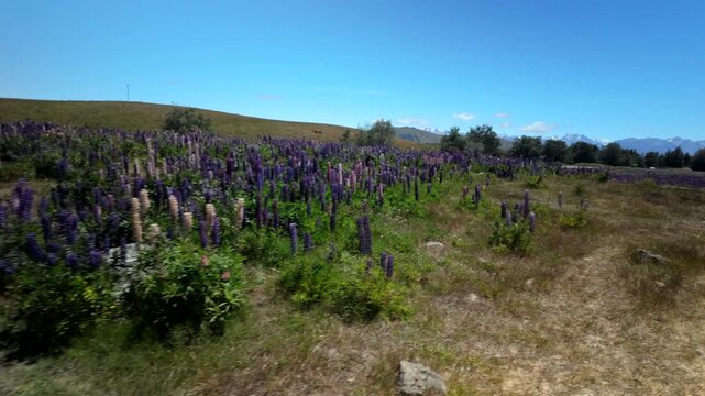 Passing Along A Lupin Plain