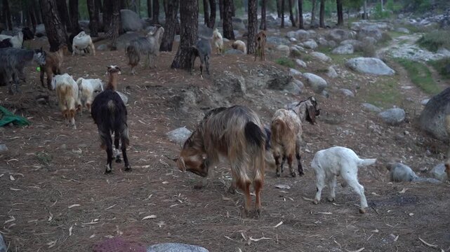 Clip of group of goats walking together in evening time himachal pradesh india palampur 2
