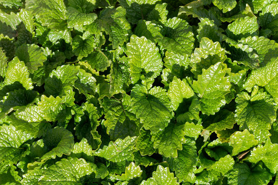 Plante de m&eacute;lisse