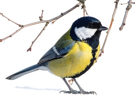 A small yellow and black bird perched on bare branches