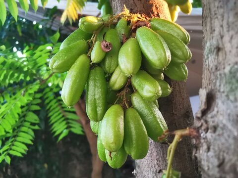 Branch of Bilimbi fruit on tree background