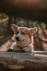 Dog corgi in a forest © Юлия Батаева