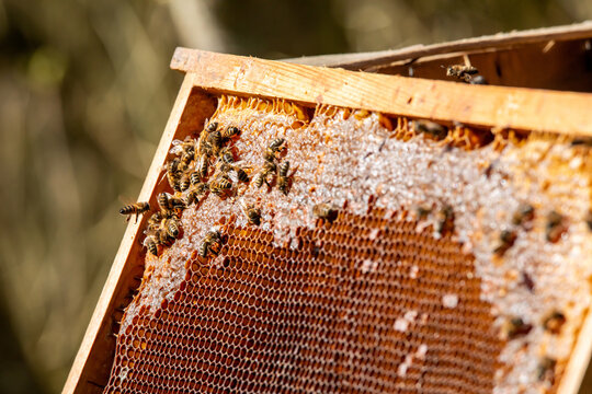 Apiculture - Abeille mellif&egrave;re l&eacute;chant du miel dans les alv&eacute;oles en cire d'un cadre de  ruche