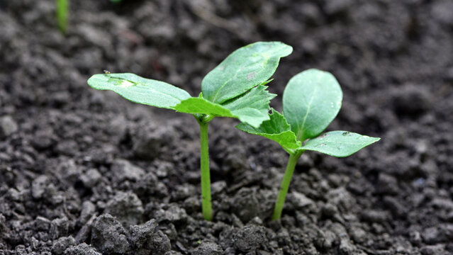 small plant, cucumber leaves, green sprout. Ecology, environmental protection. Greenhouse work. cucumbers seedlings, small plants. spring, start of work, agriculture, planting seedlings in the ground