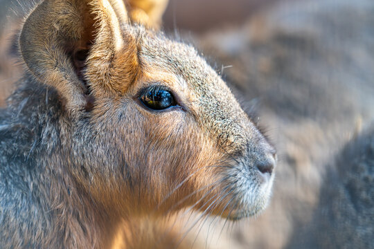 Close up of A Patagonian mara or Patagonian cavy scientific name Dolichotis patagonum in a zoo in Haifa, Israel.
