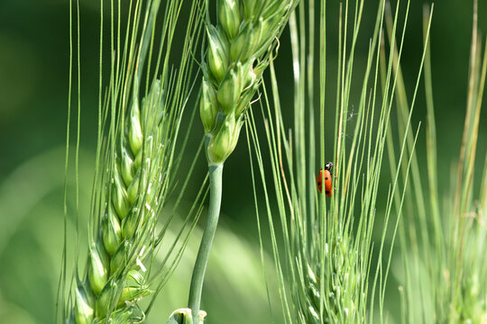 ladybug sitting on the wheat ears or pods. Unripe green wheat plants growing in large farm field. insects feeding crops in rural villages. agribusiness, farmland. parasites spoil the harvest close-up