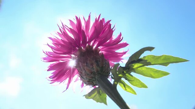 Bottom-up view of Persian cornflower (Psephellus dealbatus) swaying in breeze against blue sky background, sunbeam breaking through between petals, backlit by sun, close-up