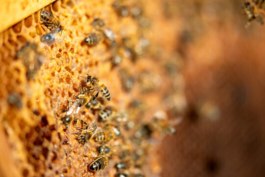 Apiculture - Abeille mellif&egrave;re l&eacute;chant du miel dans les alv&eacute;oles en cire d'un cadre de  ruche