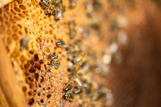 Apiculture - Abeille mellif&egrave;re l&eacute;chant du miel dans les alv&eacute;oles en cire d'un cadre de  ruche