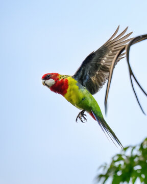 An Eastern Rosella (Platycercus eximius) flying in the air. Vertical format. Auckland. New Zealand.