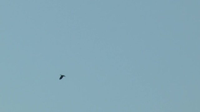 Crow Fly in Blue Sky on Beas River  Himachal Pradesh India 2