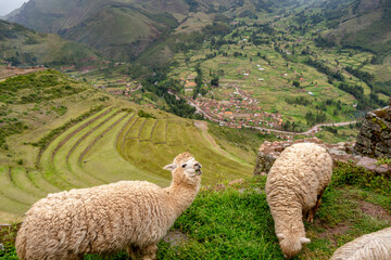 Fototapeta premium Llamas roaming among ancient Inca ruins at Pisac, Peru
