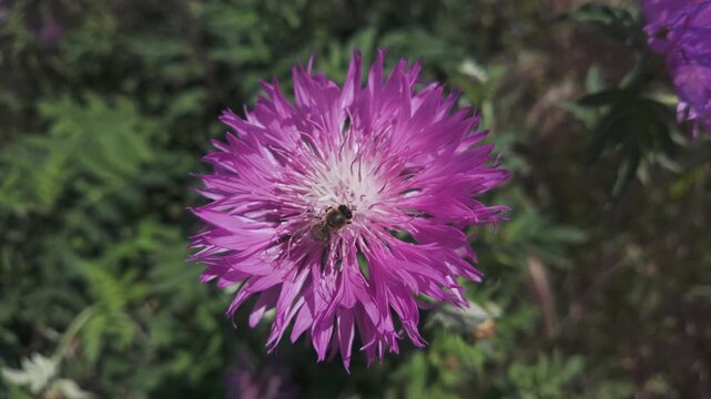 Honey bee collecting nectar from Persian cornflower (Psephellus dealbatus) swaying in breeze, then it flies away, top view, close-up, slow motion