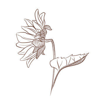 Vector illustration of sunflower in hand drawn line art style. Botanical floral sketch side view with stem and leaf isolated on white background for print, pattern design, packaging, card, and decor.