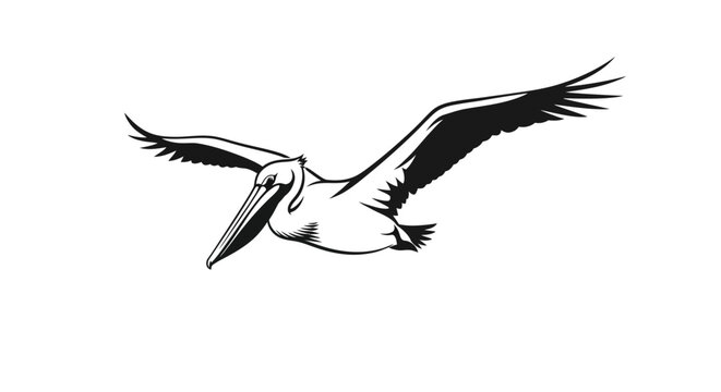 A striking black and white illustration of a pelican in mid-flight, showcasing its broad wingspan and distinctive beak.