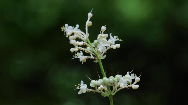 森の中でひっそりと咲く野の花「ヤブミョウガ：藪茗荷」