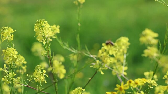 Honeybee Pollinating Wild Mustard Flowers in a Sunny Spring Meadow