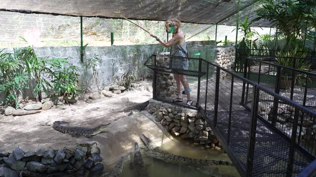 Tourist feeds crocodiles in a protected area at Langkawi park