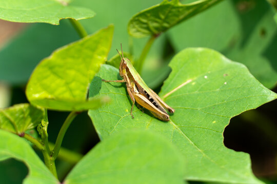 Green grasshopper rests on broad leaf. Leaf has smooth edges and natural holes. Natural sunlight highlights insect's brown stripes. Plant displays lush, rounded green foliage. Grasshopper stands still