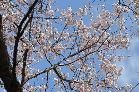 Mountain cherry blossoms in full bloom against the blue sky in the background