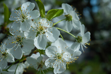 Kwiaty wiśni wiosną – białe kwiaty na gałęzi, zbliżenie, natura © siwyk
