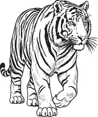 Fototapeta premium Graceful black and white illustration of a tiger in a poised stance hand drawing illustration vector