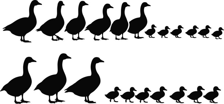 duck silhouettes set, vector illustration, black bird collection, goose and duckling shapes, wildlife icons, isolated design, farm animal silhouettes
