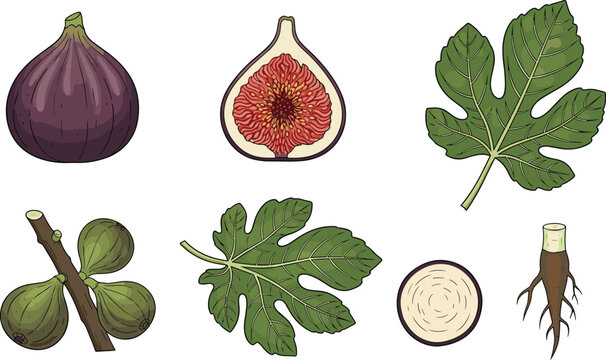 Fig Fruit and Plant Illustration Set Featuring Whole Figs, Sliced Figs, Leaves, and Roots for Botanical, Organic, and Healthy Food Designs
