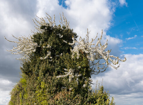 arbre fleuri