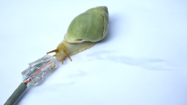Snail walking on a network cable, slow connection