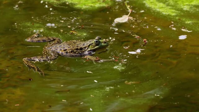 Common frog, Rana temporaria, single reptile croaking in water, also known as the European common frog or European grass frog is a semi-aquatic amphibian of the family Ranidae 