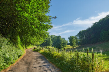 Countryside, road and driveway on farm with trees, sustainable environment and rural plantation. Gravel, path and plant growth on agriculture land with peace, tranquility and eco friendly vegetation. © peopleimages.com