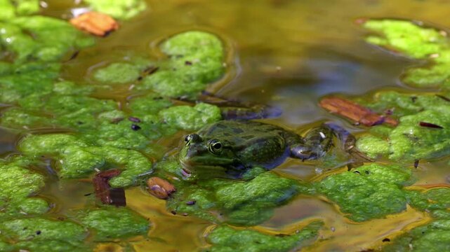 Common frog, Rana temporaria, single reptile croaking in water, also known as the European common frog or European grass frog is a semi-aquatic amphibian of the family Ranidae 