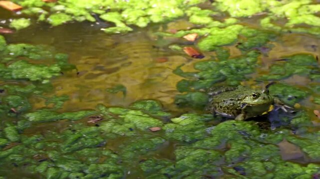 Common frog, Rana temporaria, single reptile croaking in water, also known as the European common frog or European grass frog is a semi-aquatic amphibian of the family Ranidae 
