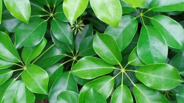 Tropical green leaves schefflera close-up, abstract natural background.