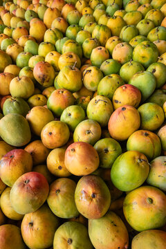 Large quantity of ripe mangoes (Mangifera indica), presumably Tommy Atkins or Kent variety, after harvest. Costa Rica.