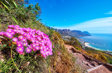 Obraz premium Flowers, paragliding and blue sky on mountain with ocean for environment, ecosystem and tourist activity. Background, space and nature with hiking trail for adventure, explore and tourism attraction