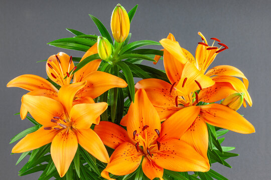 Orange Lilium flower blossom bouquet close up